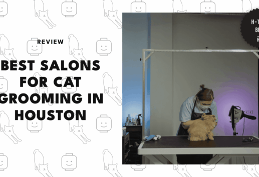 best-cat-grooming-houston